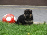 Alman Çoban Köpeği Yavruları