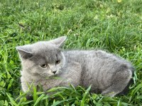 Güzeller Güzeli Bebiş Kediler