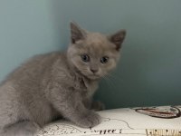 British Shorthair Yavrularımız Yeni Yuvalarını Arıyor