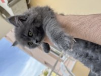 British Longhair Dişi