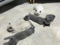 2 Aylık British Shorthair Yavrular