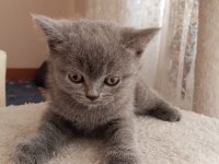 Yavrularımız Yeni Yuvalarına Gitmeyi Bekliyorlar