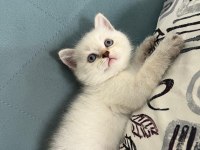 Blue point boncuk gözlü bir british prenses