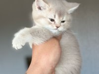 Yavrumuz Yeni Yuvasını Arıyor Ayı Surat British Yavrular