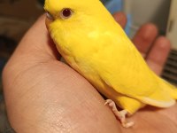 Rainbow yerli muhabbet kuşu yavrular