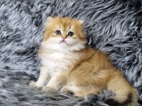 Organik british güzellikler