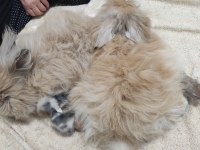 Teddy tavşan yavruları annesi ile birlikte verilebilir