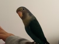 2 tane sevda papağanı