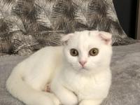 Kar topu dost scottish fold