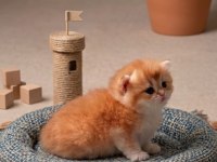 British shorthair golden yavrular şecereli üst kalite