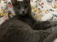 Sevgi Dolu Uysal Russian Blue