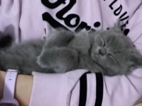 Oyuncu erkek scottish yavrumuz ücretsiz sahiplendirilecektir