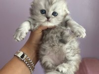 Full şecereli babadan scottish longhair