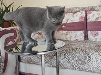 Safkan british shorthair