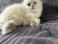 Bayram şekerleri kediler (redpoint ve golden point)