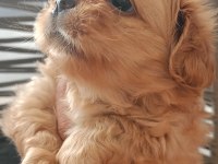 40 Günlük Pekinez Köpeği