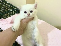 Bembeyaz mavi gözlü british shorthair kız
