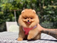 Show Kalite Dişi Orange Pomeranian