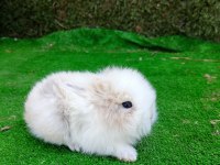 Hollanda Teddy Lop Tavşan Yavruları Gönderim Var