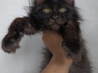 Harika Sağlıklı Yavru Maine Coon Kedimiz