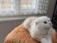 Scottish Fold Longhair Oyuncu Uysal