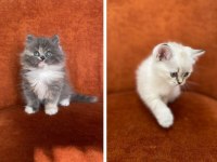 British Longhair Ve Shorthair Güzellikler
