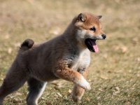 Minyatür Shiba İnu Orange Yavru