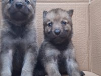 Safkan üreticiden anne ile baba şecereli wolfdog yavrular