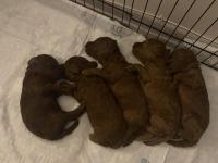 Toy Poodle Ev Doğumlu 35 Günlük Bebekler