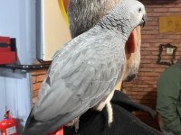 Yakışıklı Jako Oğlum Yeni Ailesini Arıyor