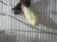 Yavru çift sevda papağanı