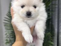 Dişi Pomeranian Köpeği