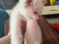 60 Günlük British Blue Point