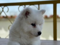 Bembeyaz Güzellik Safkan Samoyed Yavrusu