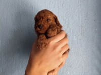 Toy Poodle Köpeğimiz