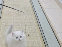 Erkek Ve Dişi British Shorthair Yavrular