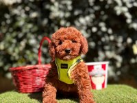 Safkan toy poodle köpeği
