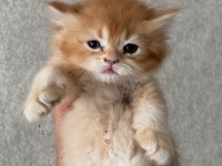 A Kalite British Yavrularımız Yeni Yuvalarına Kavuşmayı Bekliyor