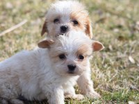 Sıfır Boy Maltipoo Yavrular