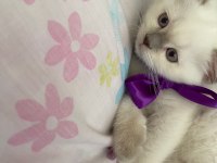 Oyuncu ve kaliteli british shorthair yavrular