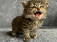 2 Aylık Yavru Dişi British Longhair