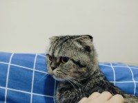 2 yaşında kısır scottish fold