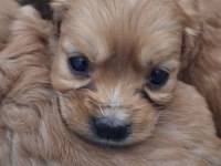 Cocker Yavrular Irk Sağlık Garantili