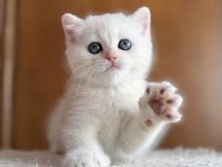 Mükemmel kalite silver as12 british shorthair