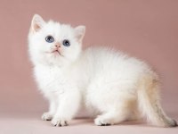 Plus Kalite Silver British Shorthair