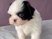 Teacup Mavi Göz Shih-Tzu Kızım