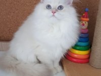 Safkan anne ve babanın wcf onaylı british longhair yavruları