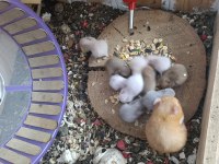 Suriye hamster yavruları