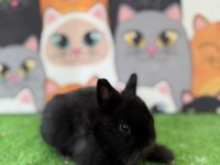 Safkan cüce tavşan yavrular