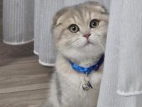 Uysal Ve Oyuncu Scottish Fold